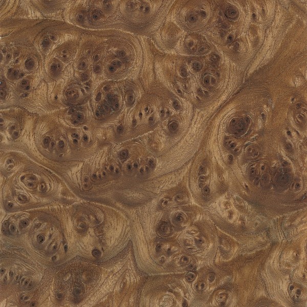 Elm, Carpathian (burl)