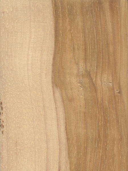Hickory, mockernut