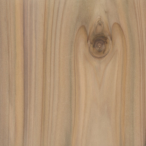 Cypress, Leyland