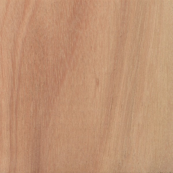 Lyptus