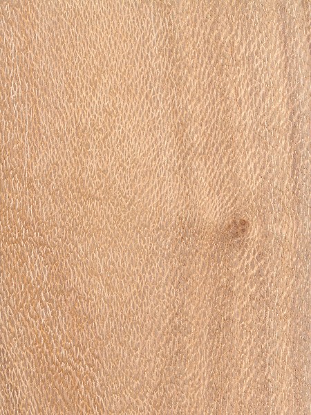 Silky oak, Southern